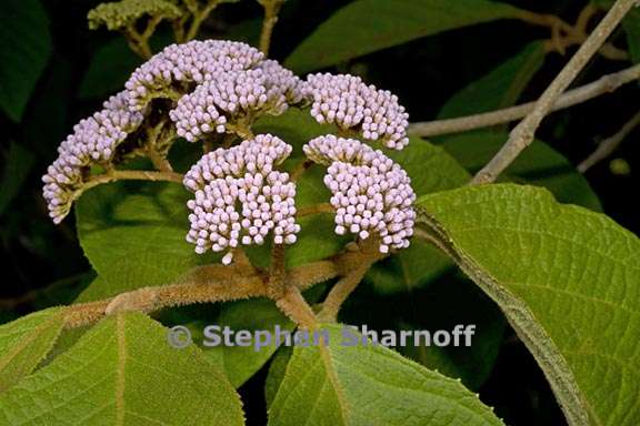 callicarpa pilosissima 2 graphic